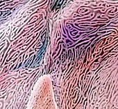 False-colour SEM of epithelium in the oesophagus