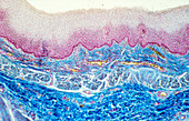LM showing the wall of the human oesophagus