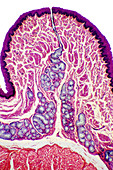 Oesophagus wall,light micrograph