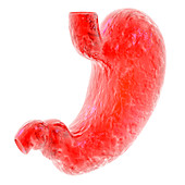 Stomach,computer artwork