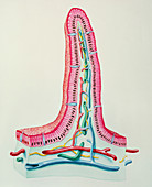 Artwork of a section through an intestinal villus