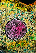 Coloured SEM of a liver cell (hepatocyte)