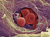 Liver capillary,SEM