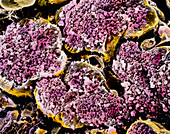 False-colour SEM of acini cells of the pancreas