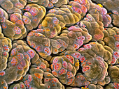 False-colour SEM of acini cells of the pancreas