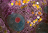 Coloured SEM of pancreatic acinar secretory cell