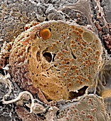 Pancreas cell,SEM