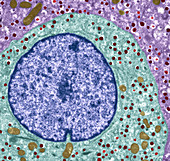 Pancreatic alpha cell,TEM