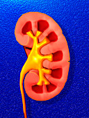 Artwork of a section through healthy human kidney