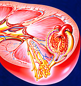 Artwork of a section through the human kidney