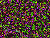 Kidney tubules in section