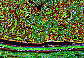 Kidney tubules in section