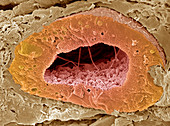 Kidney tubule,SEM