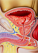 Illustration of the male urogenital tract