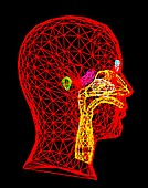 Computer art of head with upper respiratory tract