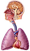 Art of human respiratory system