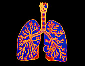 Illustration of human lungs,trachea & bronchioles