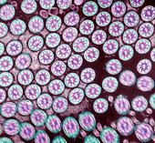Cilia in cross section