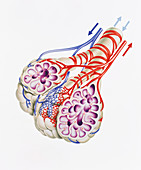 Artwork of alveoli & blood vessels in human lung