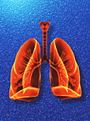Computer artwork of healthy human lungs