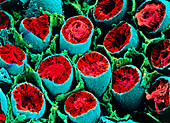 Colour SEM of seminiferous tubules of the testis