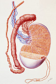 Illustration of the structure of a human testis