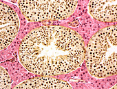 Seminiferous tubules,light micrograph