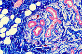 Light micrograph of normal female breast tissue