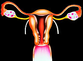 Female reproductive organs