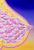 Illustration of breast glands during pregnancy