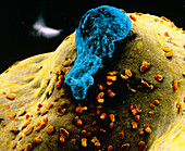 False-colour SEM of the ovary surface at ovulation