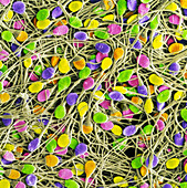 Coloured SEM of human sperm cells