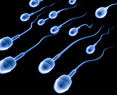 Artwork of sperm