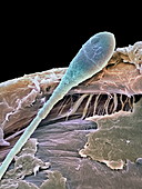 Sperm cell,SEM