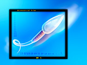 Sperm with chromosomes,computer artwork