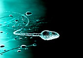 Sperm cells,computer artwork