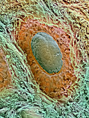 Ovarian follicle,SEM