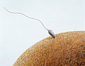 Ilustration of a human sperm fertilizing