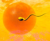 Artwork of sperm and egg just before fertilisation