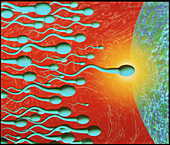Computer artwork of human sperm fertilising an egg