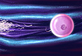 Computer artwork of human sperm fertilising an egg