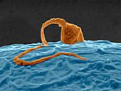 Sperm cell fertilising an egg cell,ESEM