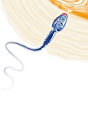 Sperm fertilising an egg,artwork