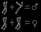 X & Y chromosomes concept