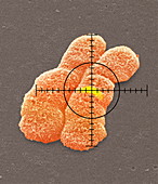 Targeted gene on a chromosome,SEM
