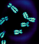 Human chromosomes,SEM