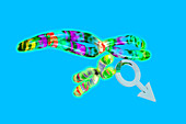 Male XY chromosomes,computer artwork