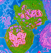 False-colour TEM of 2 lymphocytes after mitosis