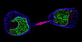 Cell division