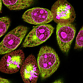 Mitosis,light micrograph